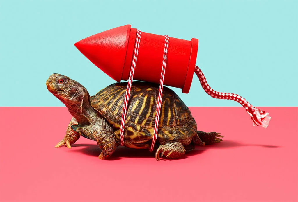 rocket-turtle